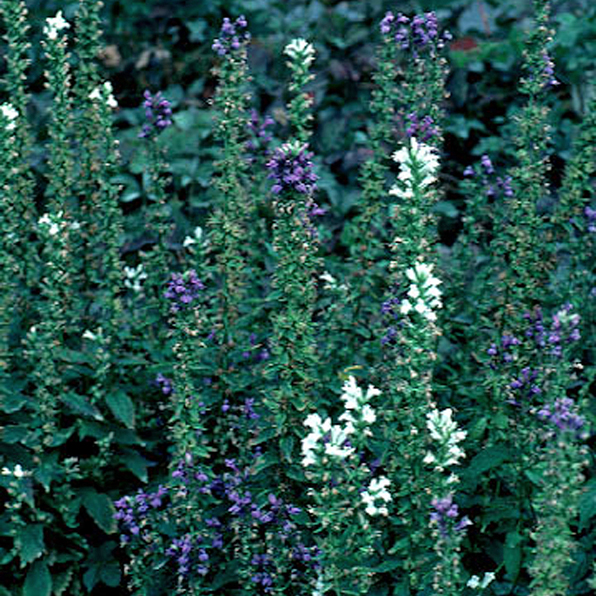 GREAT BLUE LOBELIA